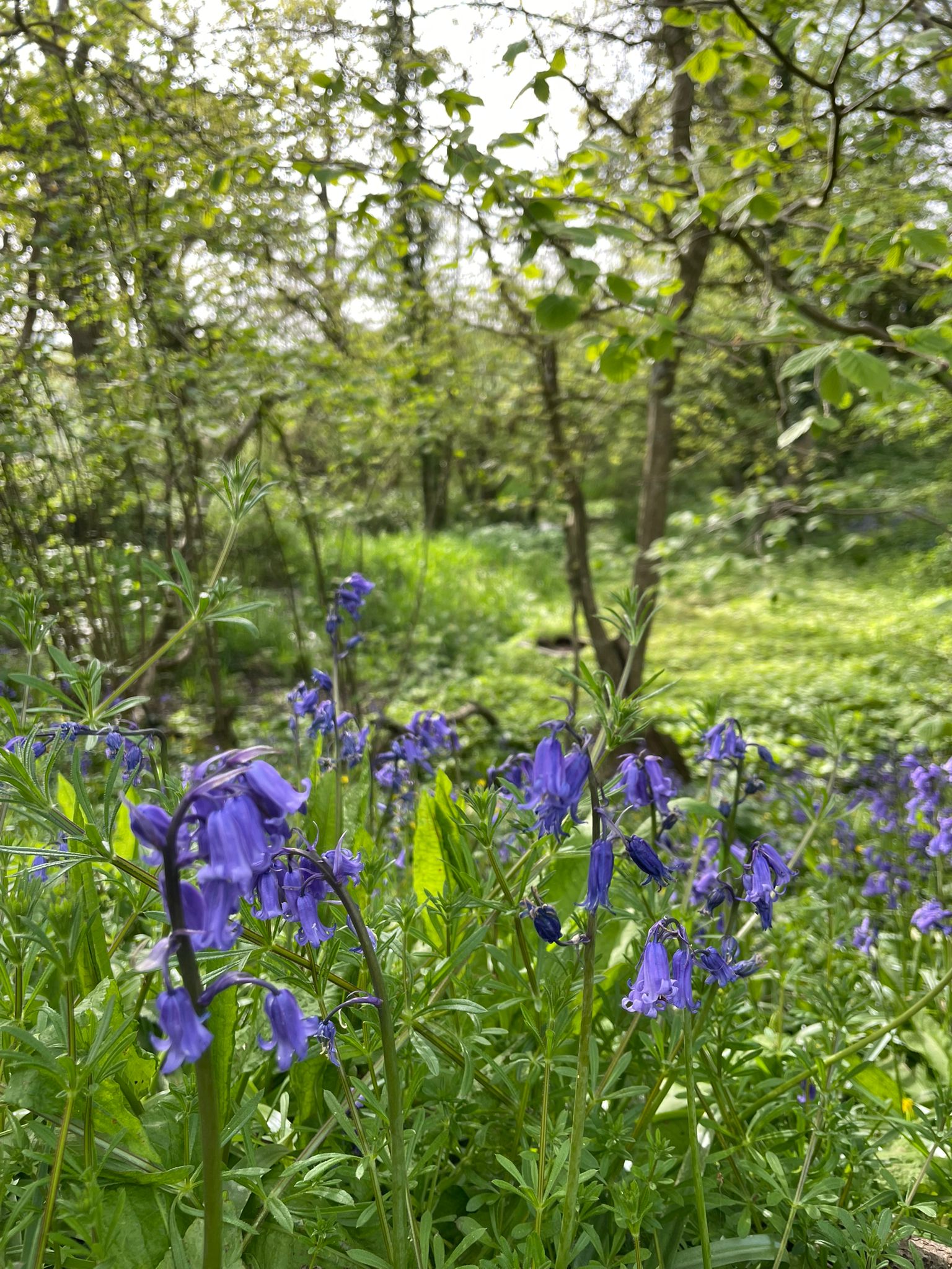 Founders Walk -Axminster to Smallridge- All Saints Church 18:30 Wednesday 13th MAY 2026